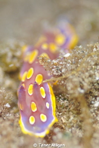 I saw a nudi while I was snorkeling (: by Taner Atilgan 